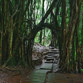 Entryway to the Enchanted Rain Forest by Patrick Flood - Landscapes Forests