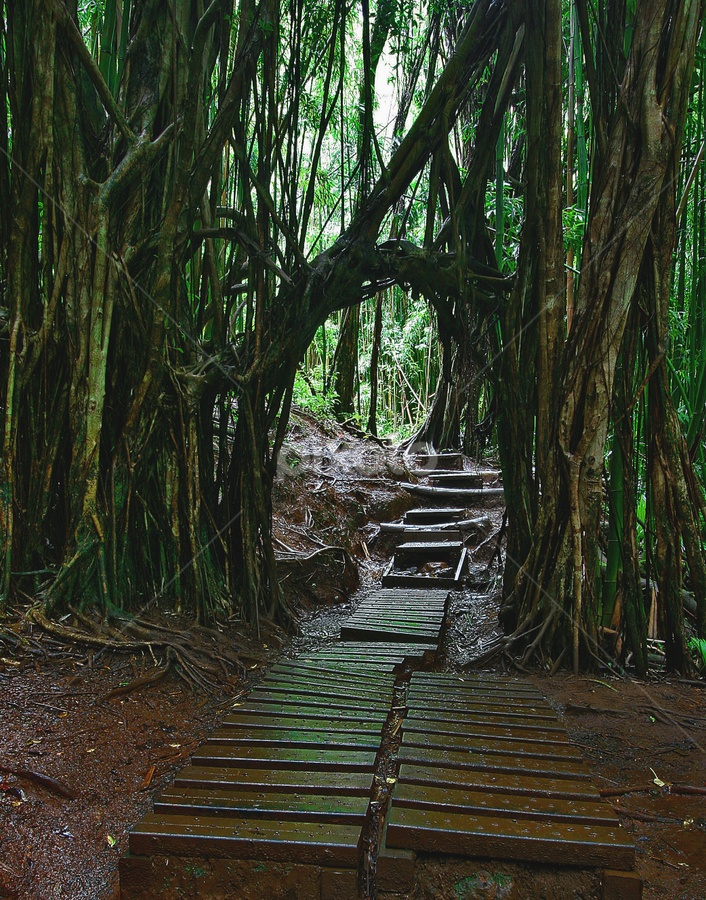 Entryway to the Enchanted Rain Forest by Patrick Flood - Landscapes Forests