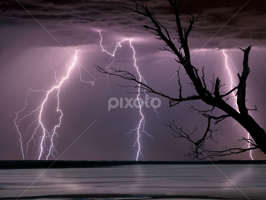 branches everywhere by Craig Eccles - News & Events Weather & Storms