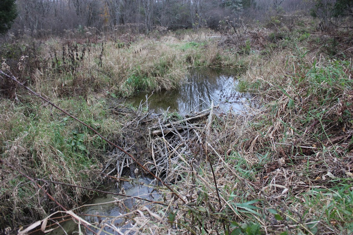 Beaver Dam (and other signs)