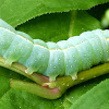 Copper Underwing Moth Caterpillar