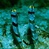 Black ray shrimp goby