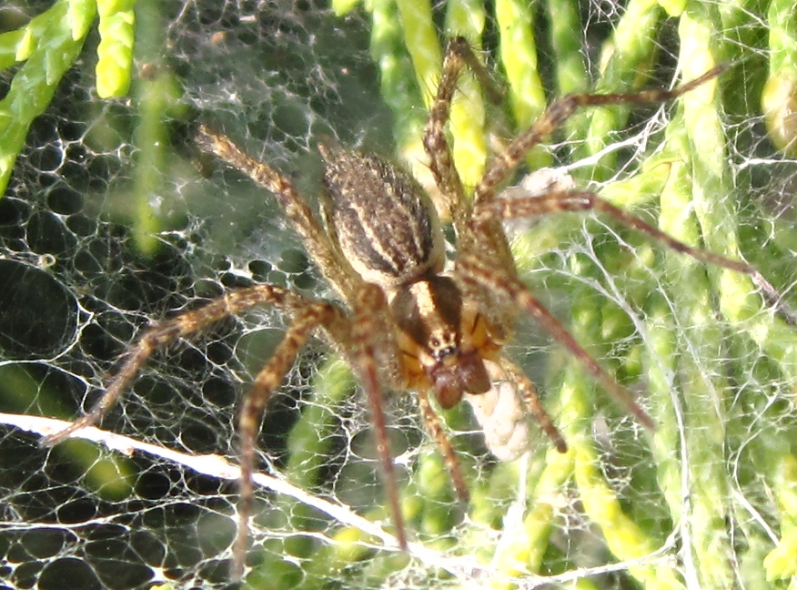 Grass spider (female)