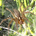 Grass spider (female)