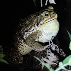 Rhinella Frog