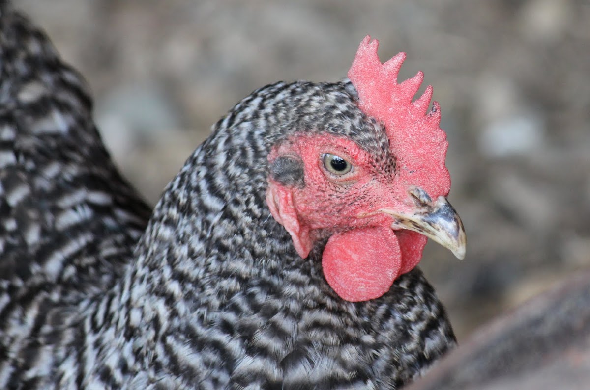 Barred Plymouth Rock 