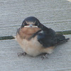 Barn Swallow juvenile