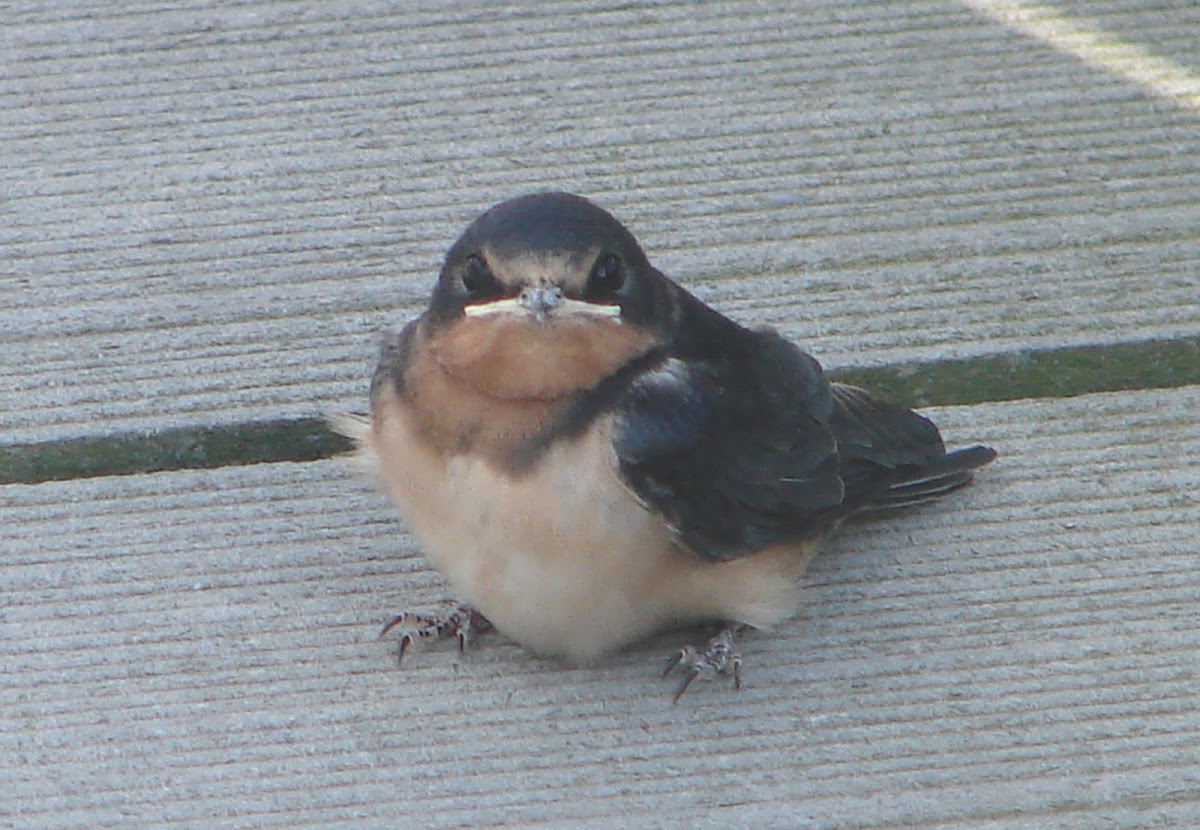 Barn Swallow juvenile