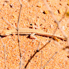 Hadramaut Sand Lizard (Desert Race Runner)
