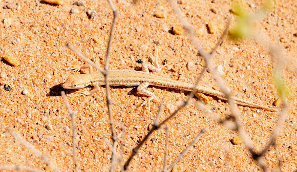 Hadramaut Sand Lizard Desert Race Runner Project Noah