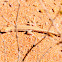 Hadramaut Sand Lizard (Desert Race Runner)
