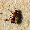 Velvet Ant
