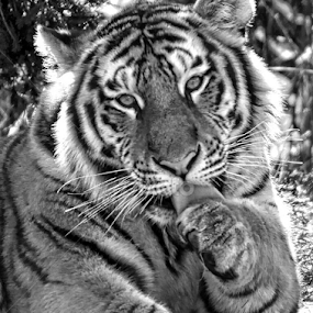 Bath time by Nick Cancilliere - Uncategorized All Uncategorized