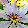 Clematis  "Nelly Moser"