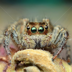 Look Into My Eyes by Niney Azman - Animals Insects & Spiders