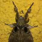 Brownish Tussock Moth