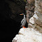 Red-legged Cormorant - Cormorão de Pernas Vermelha