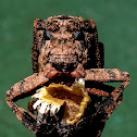 Dumpy Longhorn Beetle