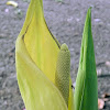 taro (in flower)