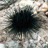 Banded Urchin