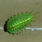 Stinging Nettle Slug Caterpillar