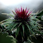 Spear thistle