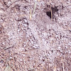 Great Basin Pocket Mouse Burrow
