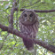 Barred Owl