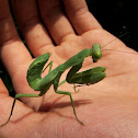 Praying Mantis