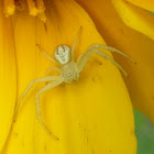 Green Crab Spider on False Sunflower