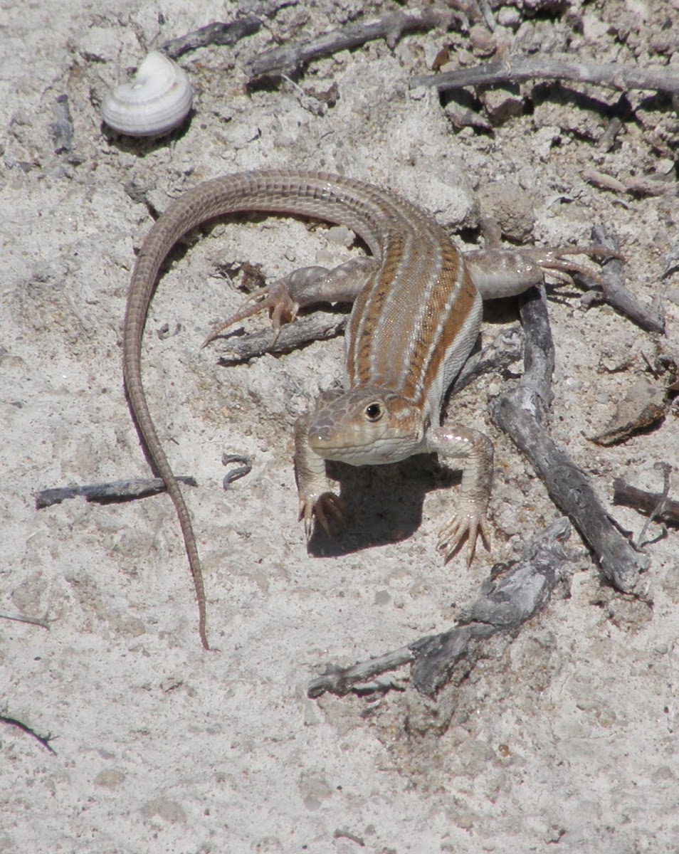 Red-tailed Spiny-footed Lizard?