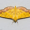 Crambid moth Botyodes asialis