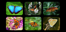 Butterfly Jigsaw Puzzles by Don Becker APK