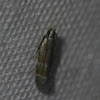 Twirler Moth