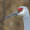 Sandhill Crane