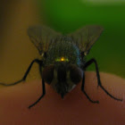 Housefly