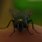 Housefly