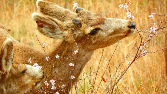 Deer Wallpaper Screenshots 10