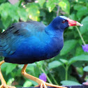 purple gallinule