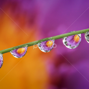 Rows of Flowers in the Water by Franciscus Satriya Wicaksana - Nature Up Close Natural Waterdrops