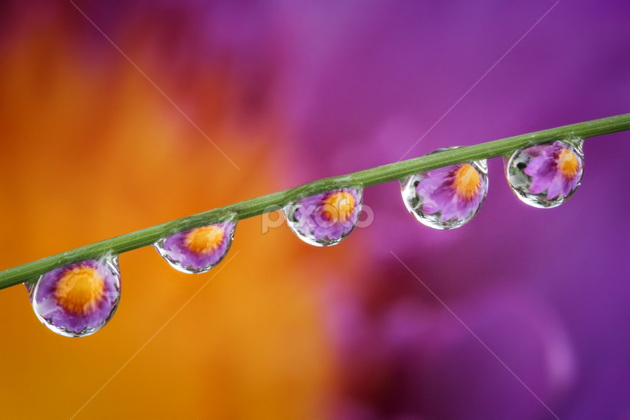 Rows of Flowers in the Water by Franciscus Satriya Wicaksana - Nature Up Close Natural Waterdrops