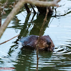 North American beaver