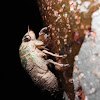 Cicada (Nymph)