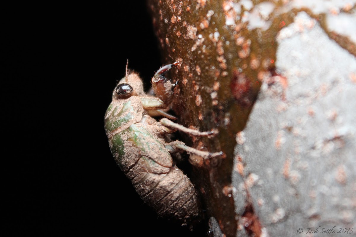 Cicada (Nymph)