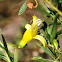 (Emu Bush) Eremophila