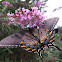 Eastern tiger swallowtail (female dark morph)