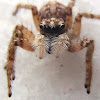 Araña saltadora (macho)