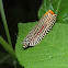 Kaleidoscope moth
