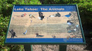 Lake Tahoe: The Animals