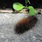 Woolly Bear Moth Caterpillar (Isabella Tiger Moth)